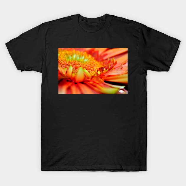 Macro photo of an Orange Gerbera with a teardrop T-Shirt by marina63